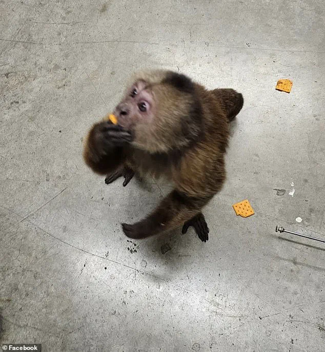 Missing Cinnamon Capuchin Monkey Finally Located After 24-Hour Search Through Local Music Store