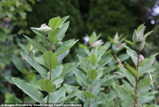 Karen Barnes' Wild Garden Sparks Urgent Legal Battle Over Environmental Rights