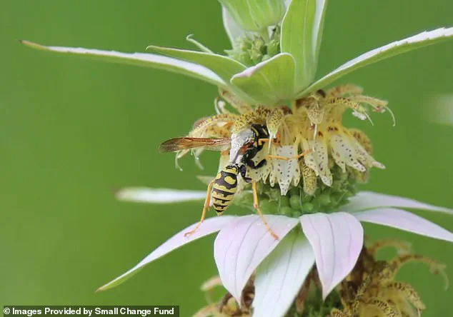 Karen Barnes' Wild Garden Sparks Urgent Legal Battle Over Environmental Rights