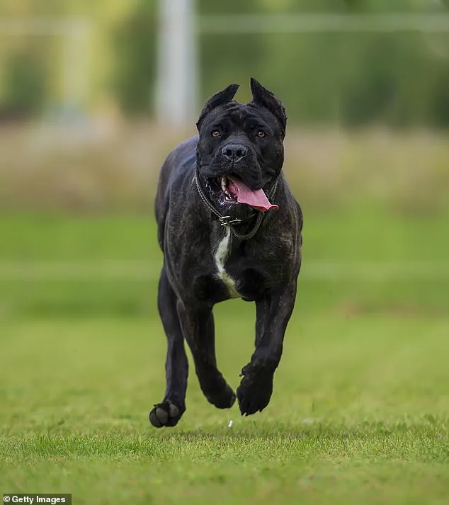 Community Demands Stricter Dog Regulations After Tragic Attack in Welshtown