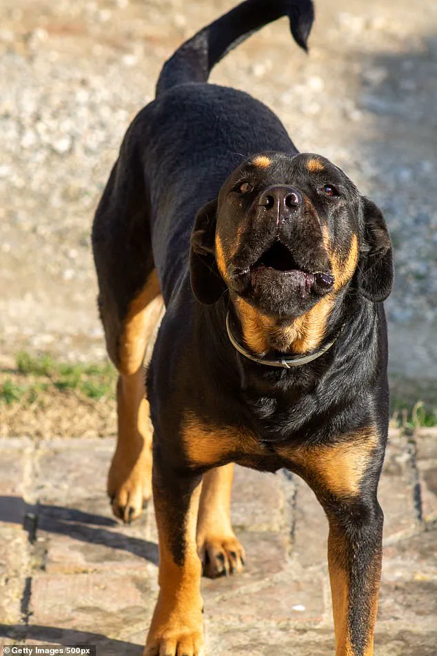 Community Demands Stricter Dog Regulations After Tragic Attack in Welshtown