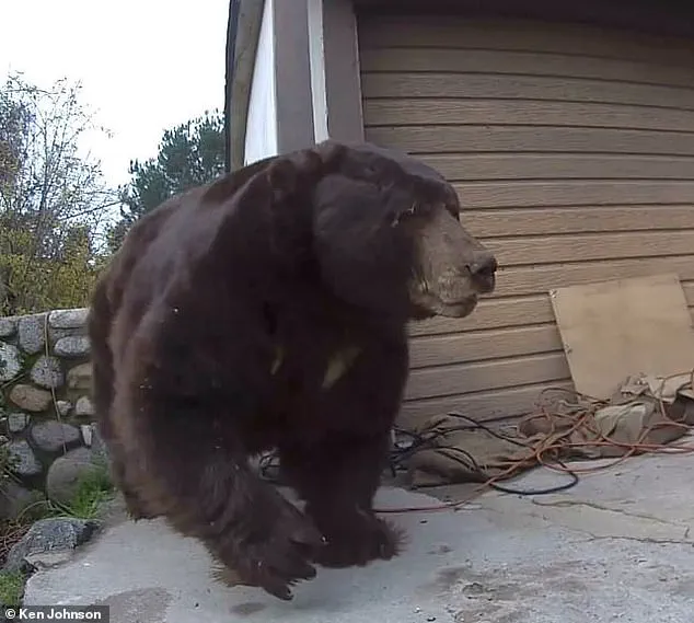 California Homeowner Removes 550-Pound Bear After Month-Long Suburban Coexistence Challenge
