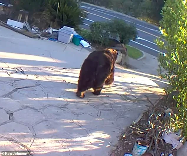 California Homeowner Removes 550-Pound Bear After Month-Long Suburban Coexistence Challenge