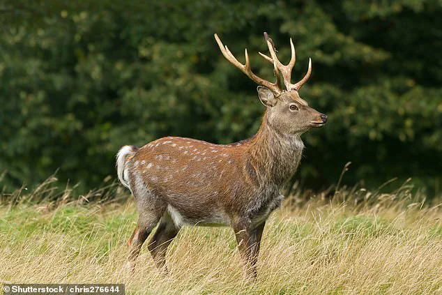 Invasive Sika Deer Pose Existential Threat to Native Red Deer in Britain, Echoing Red Squirrel's Decline