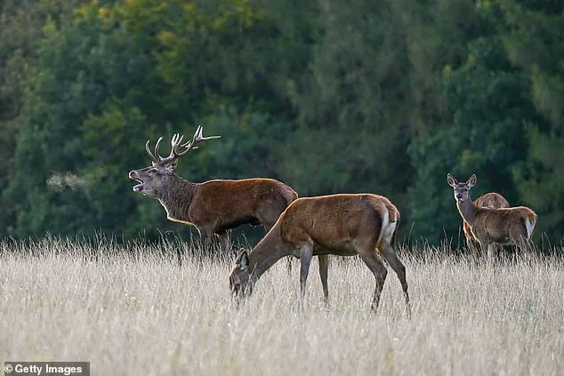 Invasive Sika Deer Pose Existential Threat to Native Red Deer in Britain, Echoing Red Squirrel's Decline