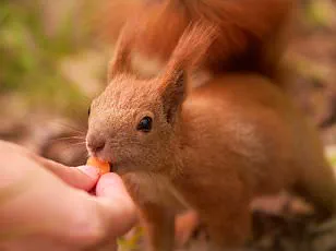 Invasive Sika Deer Pose Existential Threat to Native Red Deer in Britain, Echoing Red Squirrel's Decline