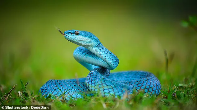 Zootopia 2 Sparks Surge in Demand for Venomous Indonesian Pit Vipers, Raising Public Safety Concerns