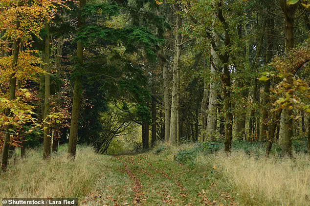 University of Leeds Study Finds Rural Woodlands in Britain Have Higher Microplastic Pollution Than Urban Centers, Challenging Assumptions