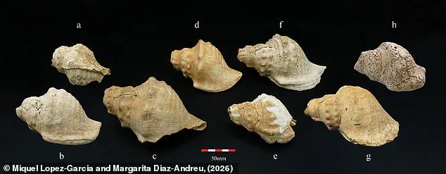 Neolithic Shell Trumpets Survive Millennia, Outlasting Modern Electronics