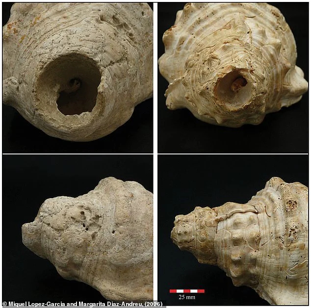 Neolithic Shell Trumpets Survive Millennia, Outlasting Modern Electronics