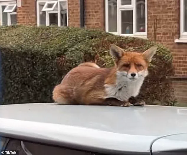 Rising Urban Fox Populations Prompt Calls for Government Action