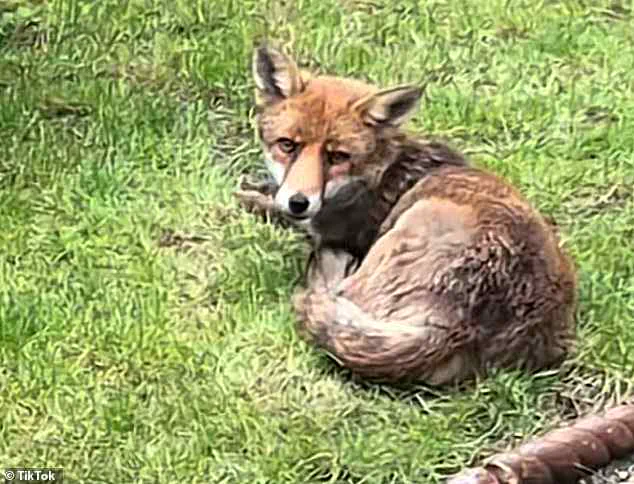 Rising Urban Fox Populations Prompt Calls for Government Action