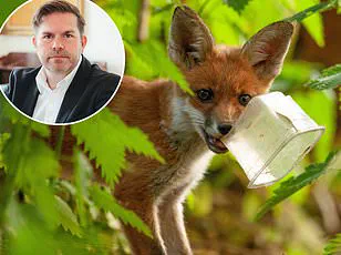 Rising Urban Fox Populations Prompt Calls for Government Action