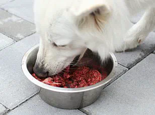 Study Reveals German Shepherds and Rottweilers Have Friendliest Faces, Despite Perceived Scary Traits