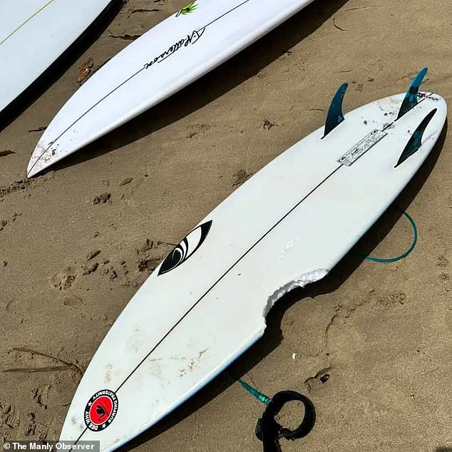 Sydney's Northern Beaches Under Urgent Lockdown After Three Shark Attacks, Including Two Involving Children, as Surfer Left in Critical Condition