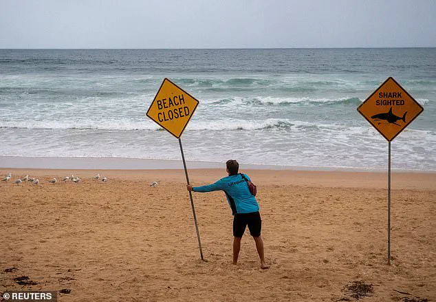 Sydney's Northern Beaches Under Urgent Lockdown After Three Shark Attacks, Including Two Involving Children, as Surfer Left in Critical Condition