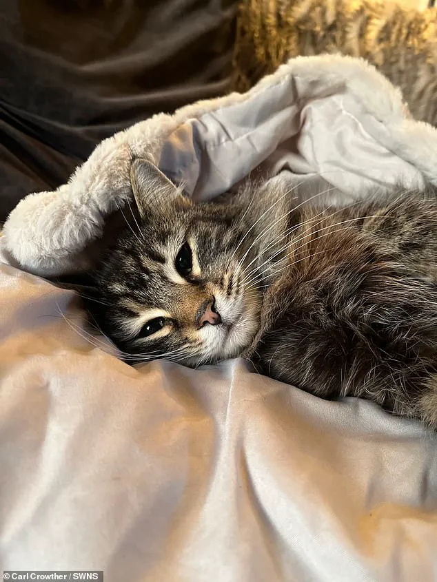 Cat Nora Safely Returned to Owner After Ring Doorbell Footage Reveals Alleged Theft by Amazon Delivery Driver