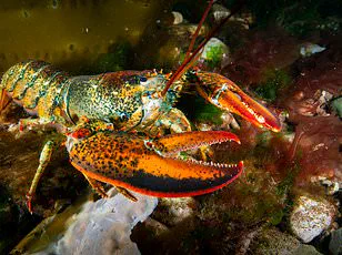 New Study Shakes Up Microplastic Pollution Estimates, Urging Reevaluation