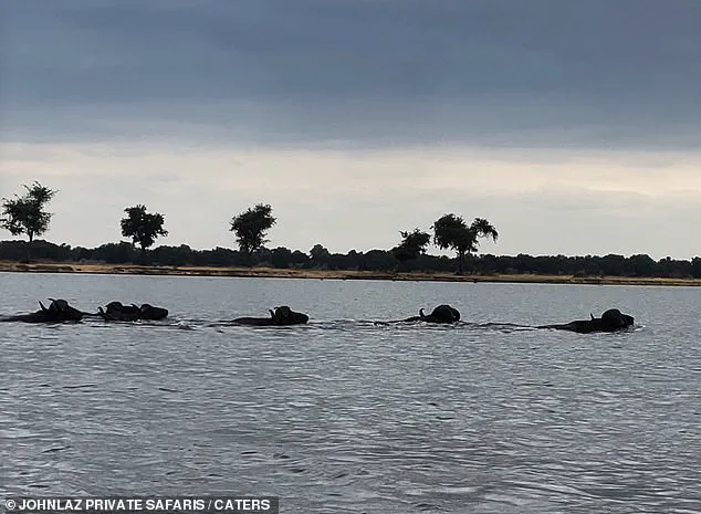 A Harrowing Encounter on the Lower Zambezi: 'It Begins with a Line of Buffalo...' – Says Safari Guide Lazarus Mceric Bobota