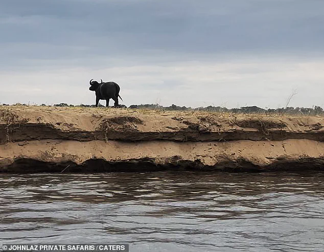 A Harrowing Encounter on the Lower Zambezi: 'It Begins with a Line of Buffalo...' – Says Safari Guide Lazarus Mceric Bobota