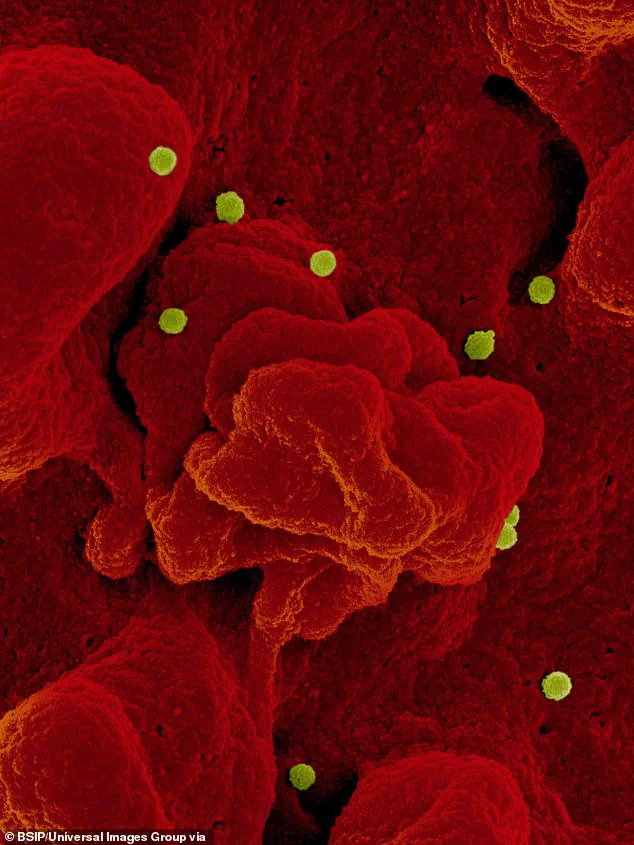 Suspected Lethal Hemorrhagic Fever Virus Exposure Triggers Emergency Protocols at NIH's Rocky Mountain Laboratories