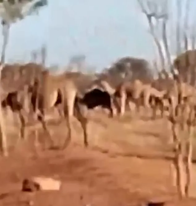 Feral Camels Fuel Water Crisis in Remote Australian Town