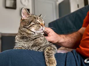 From Rover to Riley: Petgevity Reveals Britain's Shift Toward Human-Like Pet Names