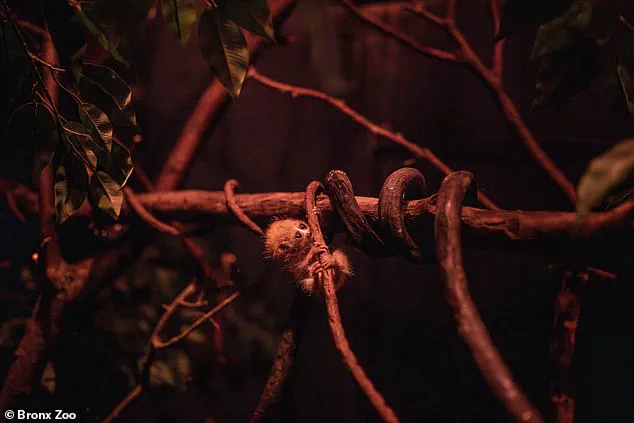 Endangered Pygmy Slow Loris Born at Bronx Zoo's World of Darkness Exhibit Highlights Conservation Efforts