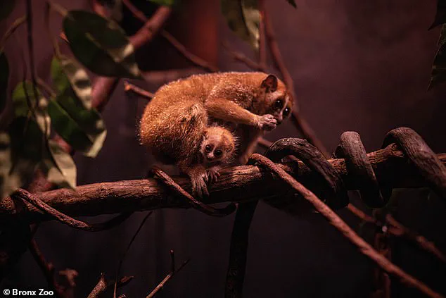 Endangered Pygmy Slow Loris Born at Bronx Zoo's World of Darkness Exhibit Highlights Conservation Efforts