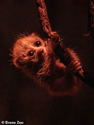 Endangered Pygmy Slow Loris Born at Bronx Zoo's World of Darkness Exhibit Highlights Conservation Efforts