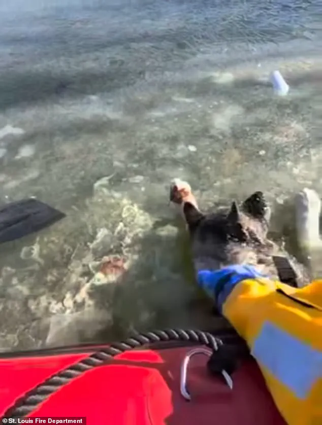 Frozen Lake Rescue: The Chilling 9F Incident and the Unyielding Bond Between Dog and Caretaker