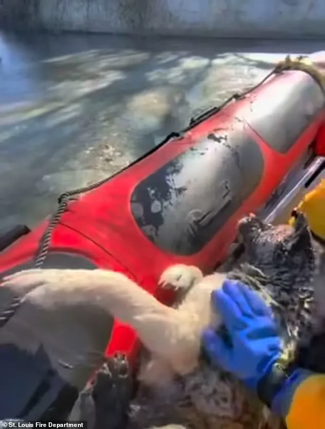 Frozen Lake Rescue: The Chilling 9F Incident and the Unyielding Bond Between Dog and Caretaker