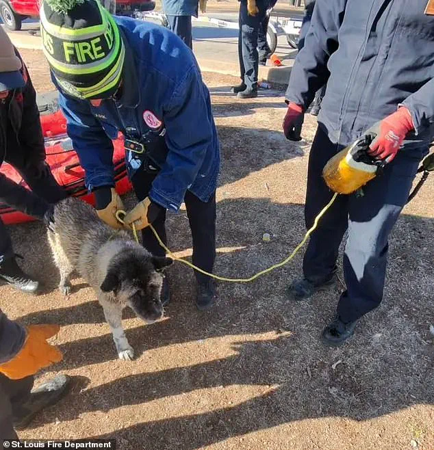 Frozen Lake Rescue: The Chilling 9F Incident and the Unyielding Bond Between Dog and Caretaker