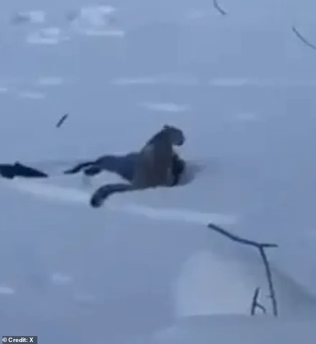 Chilling Selfie with Snow Leopard Leads to Harrowing Attack in Chinese UNESCO Park