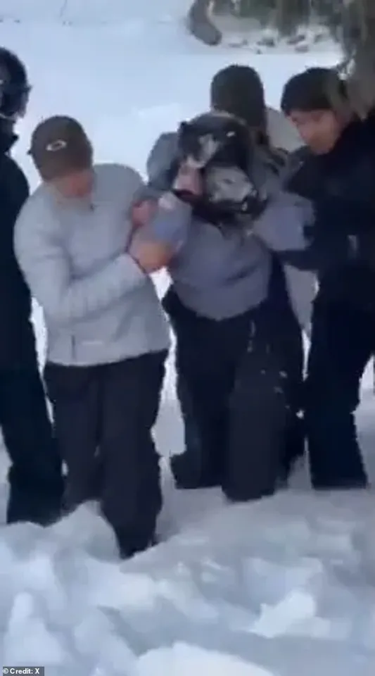 Chilling Selfie with Snow Leopard Leads to Harrowing Attack in Chinese UNESCO Park