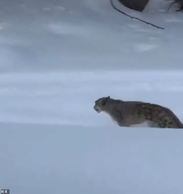 Chilling Selfie with Snow Leopard Leads to Harrowing Attack in Chinese UNESCO Park
