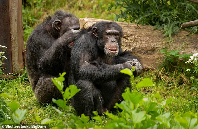 Late-Breaking Study: Same-Sex Behaviors in Primates Linked to Environmental Stress and Social Complexity