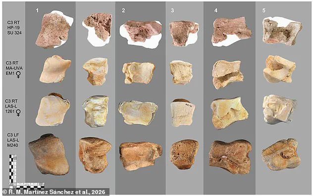 Ancient Elephant Bone Discovered in Spain Proves Hannibal's Legendary Invasion with War Elephants