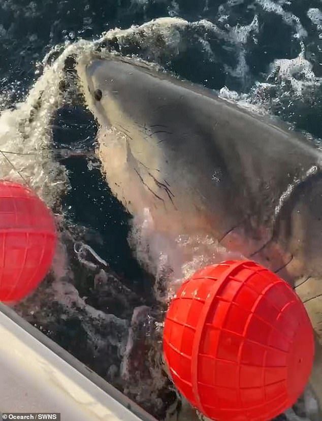 Massive Great White Shark Contender Spotted Near Cape Fear, NC During Migratory Journey