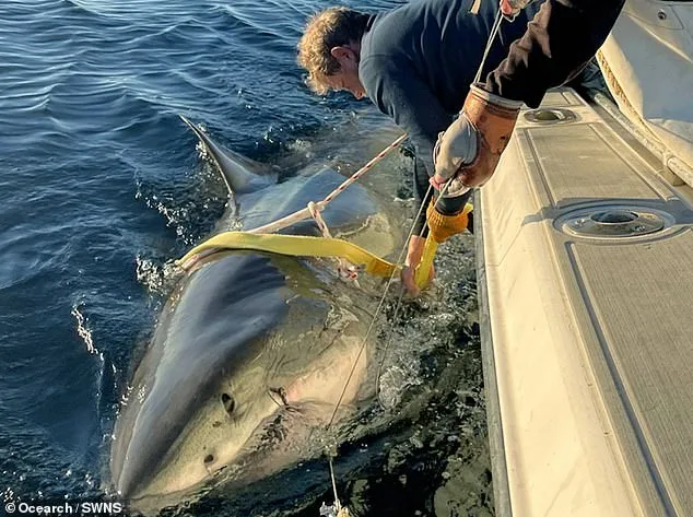 Massive Great White Shark Contender Spotted Near Cape Fear, NC During Migratory Journey