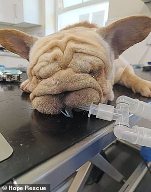 UK Dog Shelters in Crisis: Surge in Flat-Faced Breeds and Euthanasia Linked to Social Media Fame