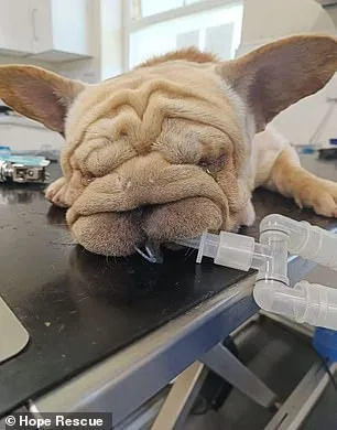 UK Dog Shelters in Crisis: Surge in Flat-Faced Breeds and Euthanasia Linked to Social Media Fame