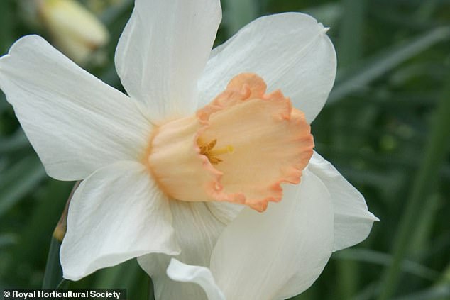 Brits Urged to Save Rare Pink Daffodil Before It Vanishes
