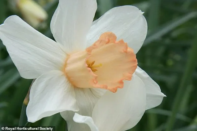 Brits Urged to Save Rare Pink Daffodil Before It Vanishes