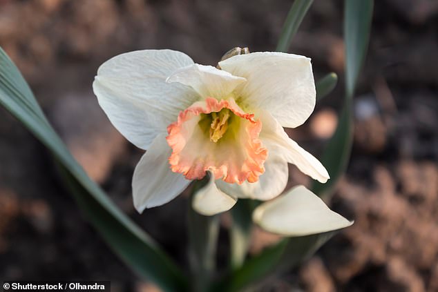 Brits Urged to Save Rare Pink Daffodil Before It Vanishes
