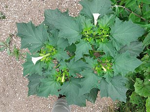 Brits Urged to Save Rare Pink Daffodil Before It Vanishes