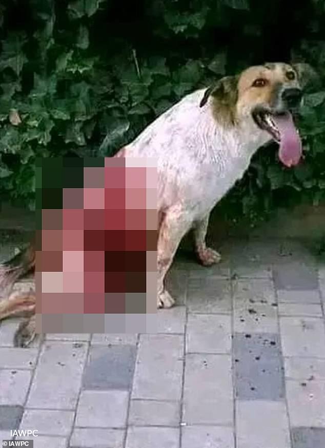 Global Outrage Over Alleged Mass Slaughter of Stray Dogs in Morocco Ahead of 2030 FIFA World Cup Co-Hosting