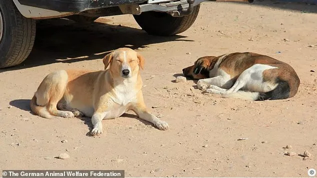 Global Outrage Over Alleged Mass Slaughter of Stray Dogs in Morocco Ahead of 2030 FIFA World Cup Co-Hosting
