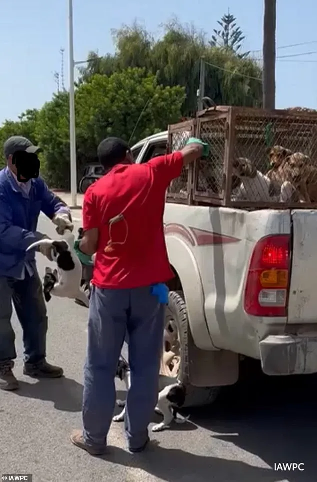 Global Outrage Over Alleged Mass Slaughter of Stray Dogs in Morocco Ahead of 2030 FIFA World Cup Co-Hosting