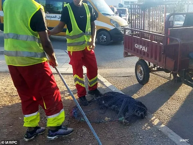 Global Outrage Over Alleged Mass Slaughter of Stray Dogs in Morocco Ahead of 2030 FIFA World Cup Co-Hosting